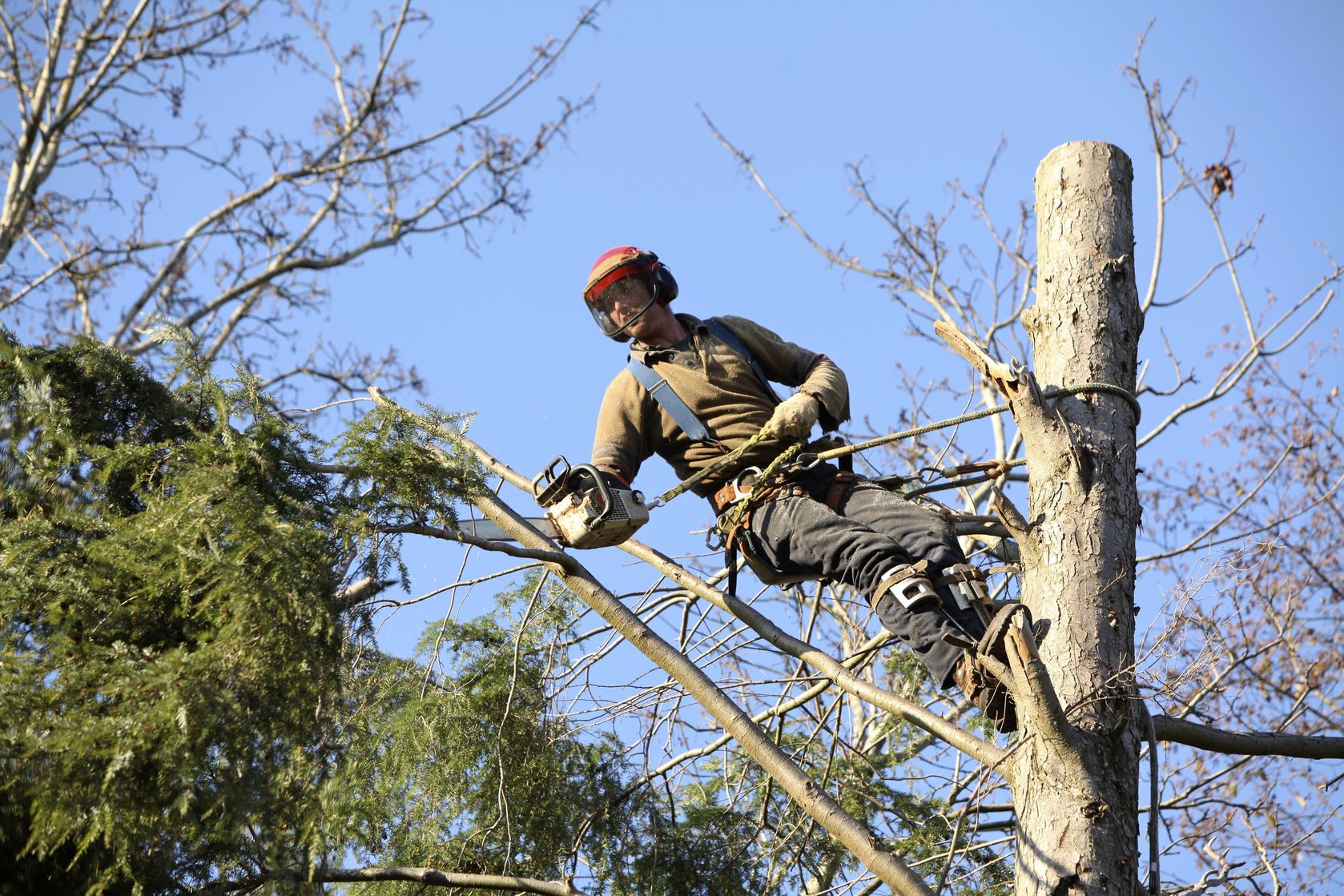 The Importance Of Hiring A Professional Tree Service In South Bend IN