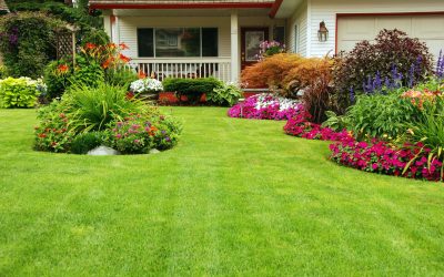 Transform Your Lawn with RTF Grass Seed